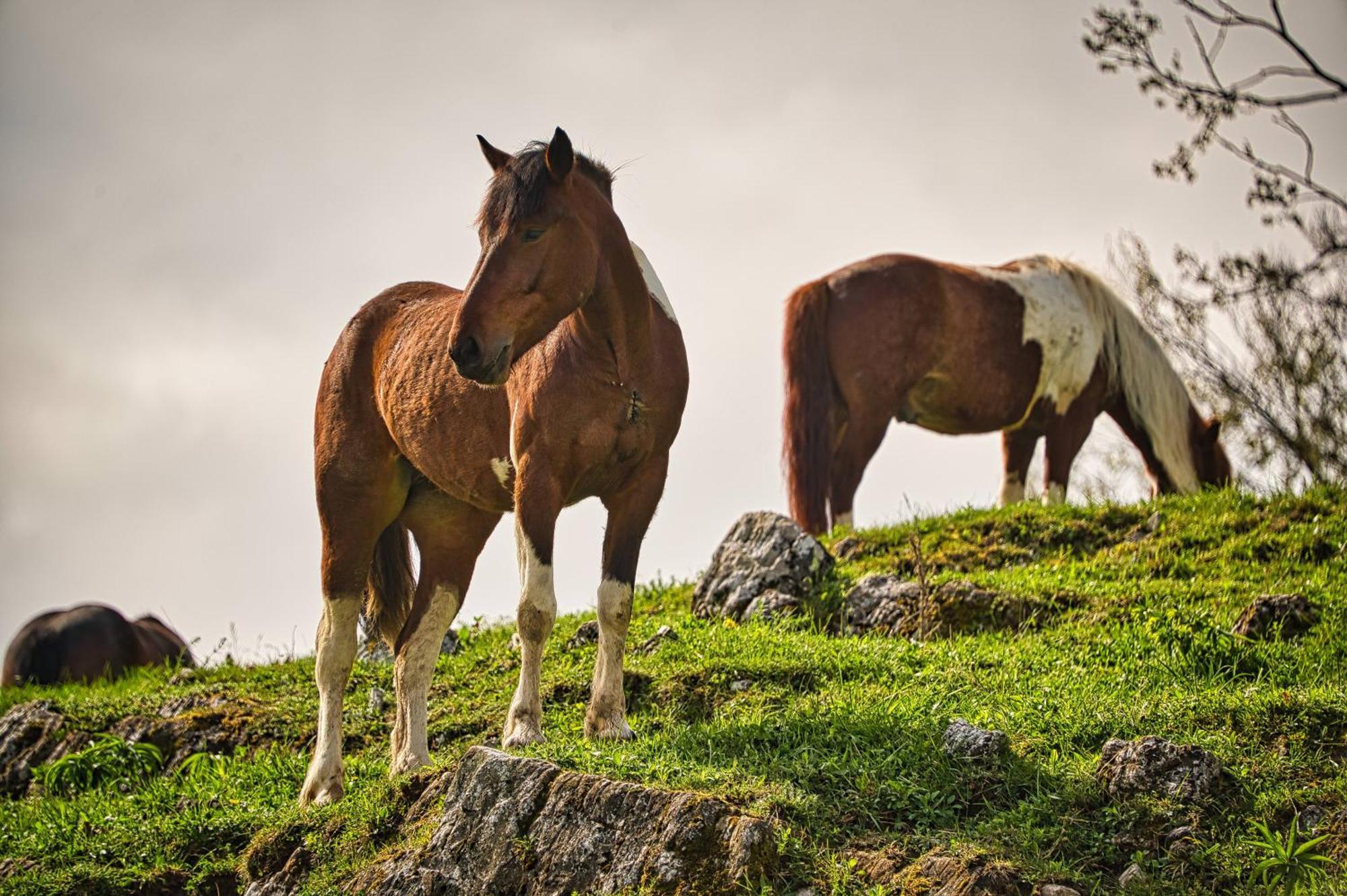 فندق Cowboy'S Land Visnja Gora المظهر الخارجي الصورة